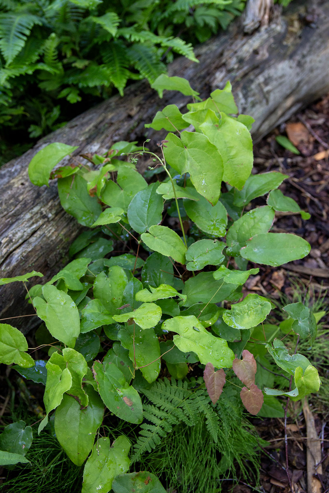 Varjohiippa 'Totnes Turbo' (Epimedium 'Totnes Turbo') - Photo by Verso Verde, All Rights Reserved