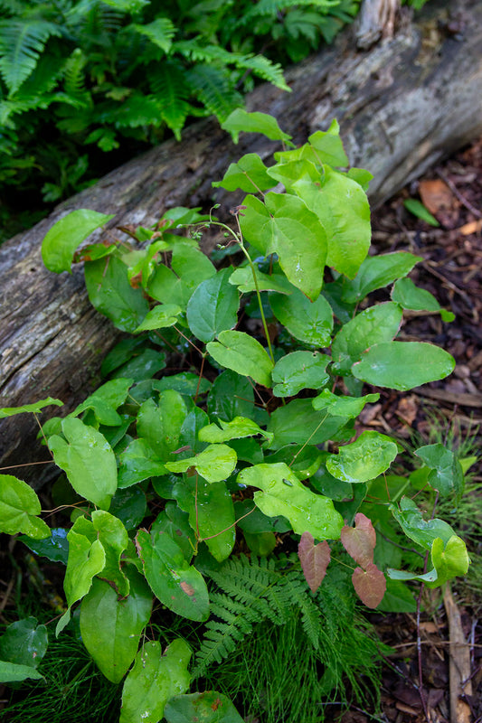 Varjohiippa 'Totnes Turbo' (Epimedium 'Totnes Turbo') - Photo by Verso Verde, All Rights Reserved