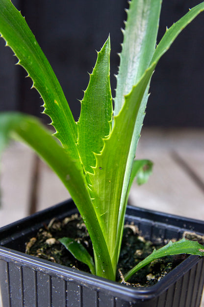 Eryngium agavifolium - Photo by Verso Verde, All Rights Reserved