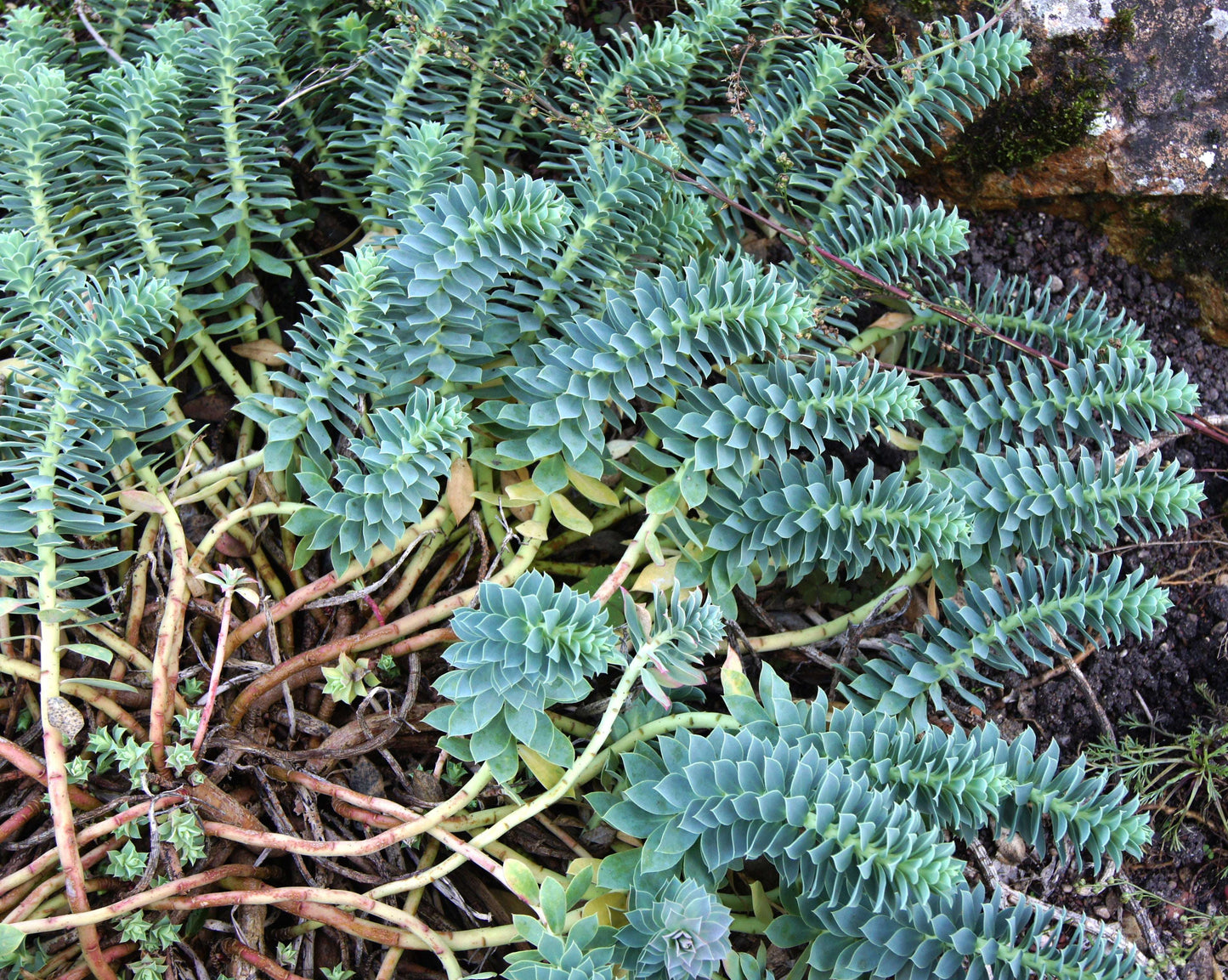 euphorbia Myrsinites - Photo by Jebulon, CC0 (Public Domain)