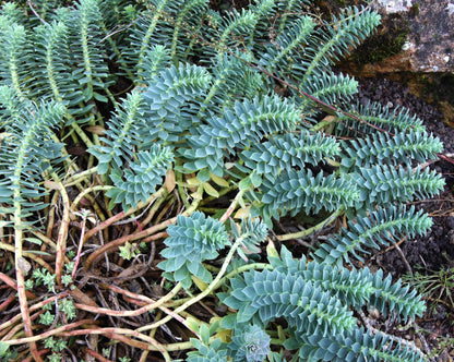 euphorbia Myrsinites - Photo by Jebulon, CC0 (Public Domain)