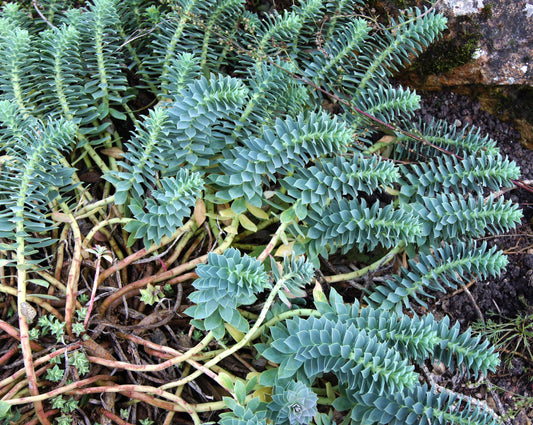 euphorbia Myrsinites - Photo by Jebulon, CC0 (Public Domain)