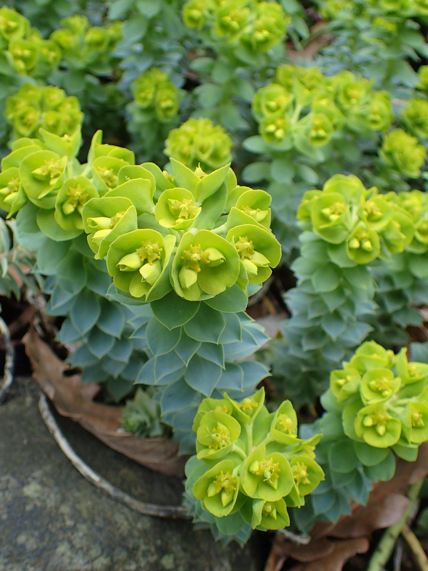 Euphorbia Myrsinites - Photo by Krzysztof Ziarnek, Kenraiz, CC BY-SA 4.0