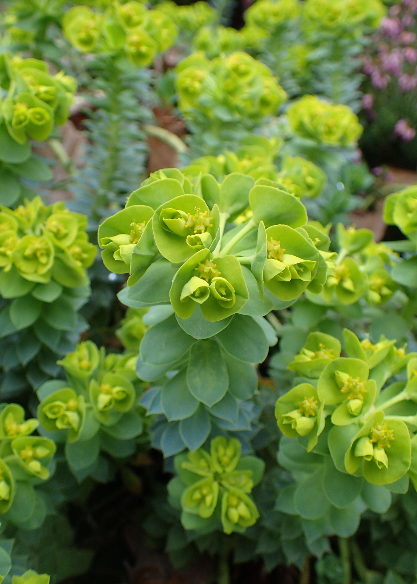 Euphorbia Myrsinites - Photo by Krzysztof Ziarnek, Kenraiz, CC BY-SA 4.0