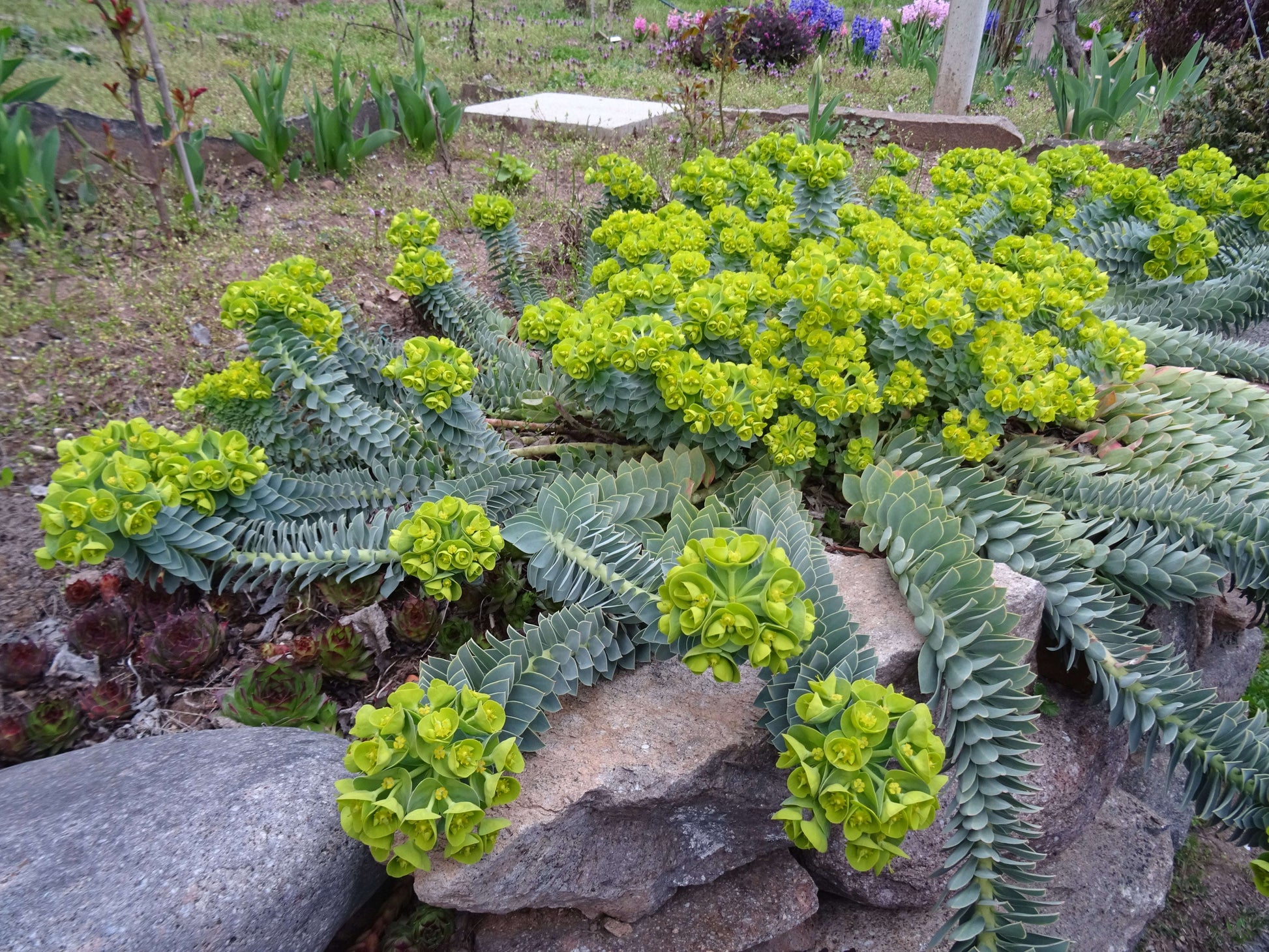 Euphorbia Myrsinites - Photo by Syrio, CC BY-SA 4.0