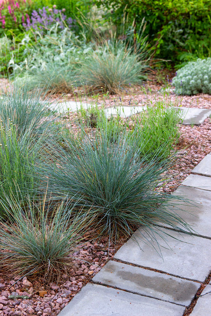Sininata (Festuca glauca) - Photo by Verso Verde, All Rights Reserved