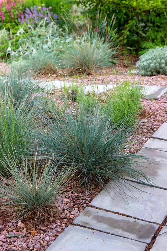 Sininata (Festuca glauca) - Photo by Verso Verde, All Rights Reserved