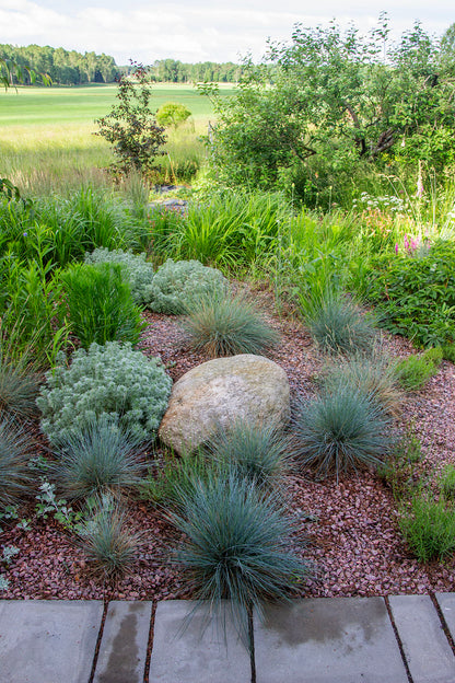 Sininata (Festuca glauca) - Photo by Verso Verde, All Rights Reserved