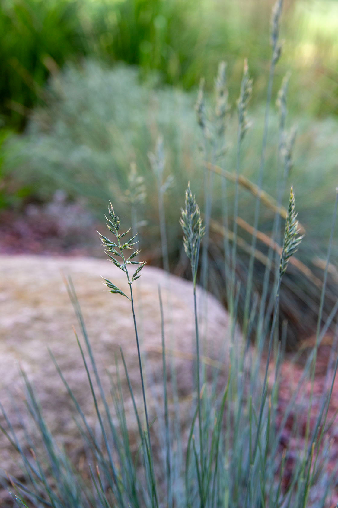 Sininata (Festuca glauca) - Photo by Verso Verde, All Rights Reserved