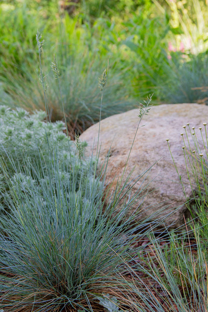 Sininata (Festuca glauca) - Photo by Verso Verde, All Rights Reserved