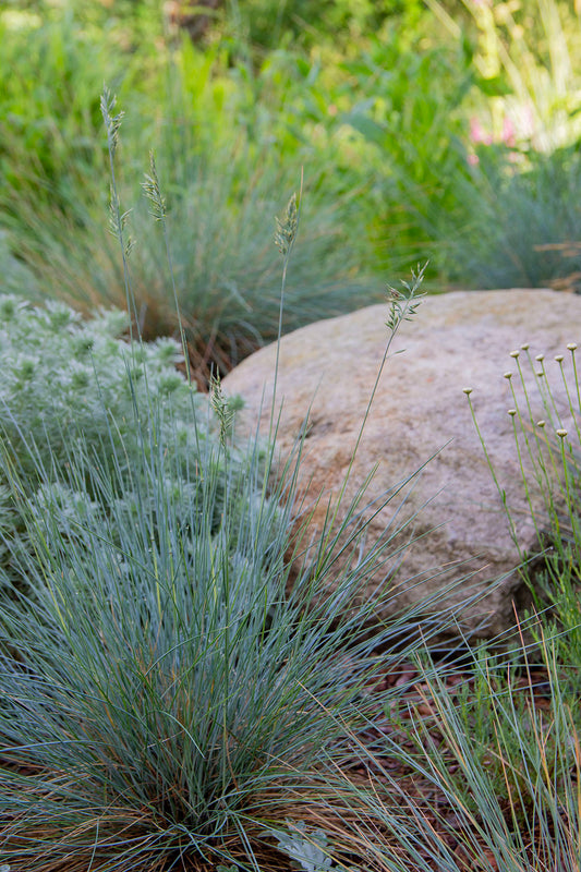 Sininata (Festuca glauca) - Photo by Verso Verde, All Rights Reserved
