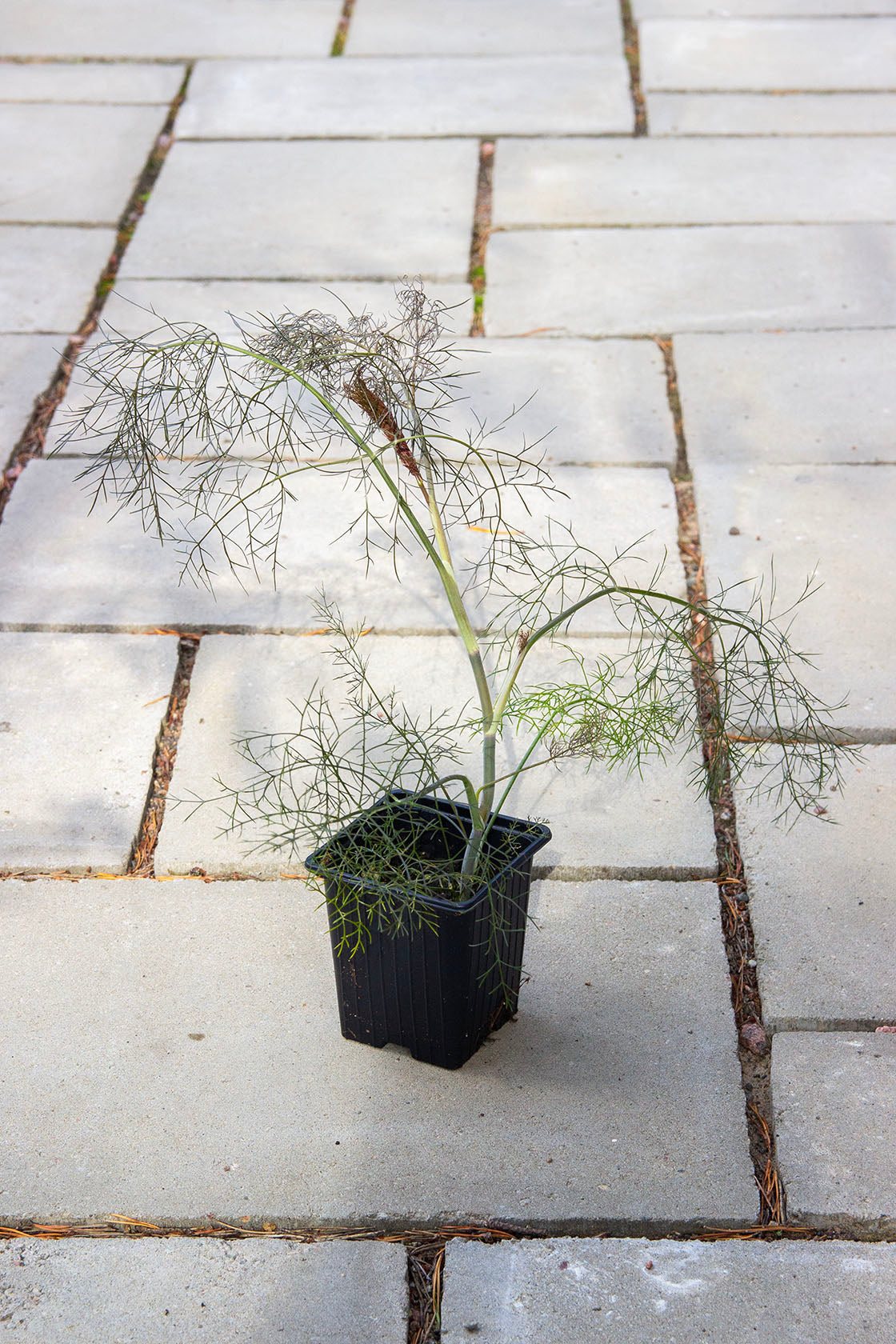 Pronssifenkoli 'Smokey' (Foeniculum vulgare 'Smokey') - Photo by Verso Verde, All Rights Reserved