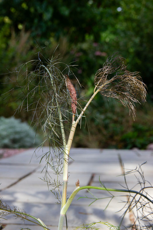 Pronssifenkoli 'Smokey' (Foeniculum vulgare 'Smokey') - Photo by Verso Verde, All Rights Reserved