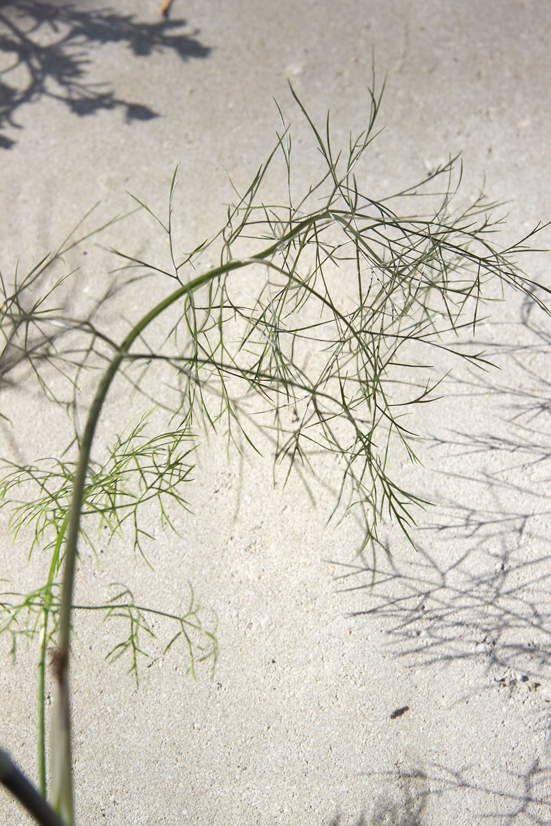 Pronssifenkoli 'Smokey' (Foeniculum vulgare 'Smokey') - Photo by Verso Verde, All Rights Reserved