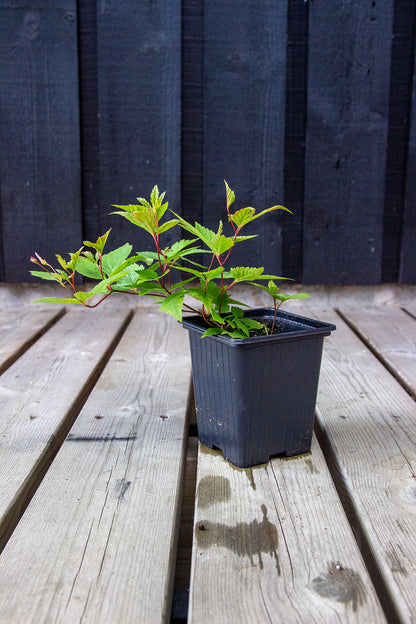 Enkeliperhoangervo (Gillenia trifoliata)- Photo by Verso Verde, All Rights Reserved