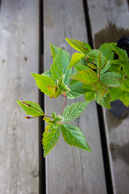 Enkeliperhoangervo (Gillenia trifoliata)- Photo by Verso Verde, All Rights Reserved