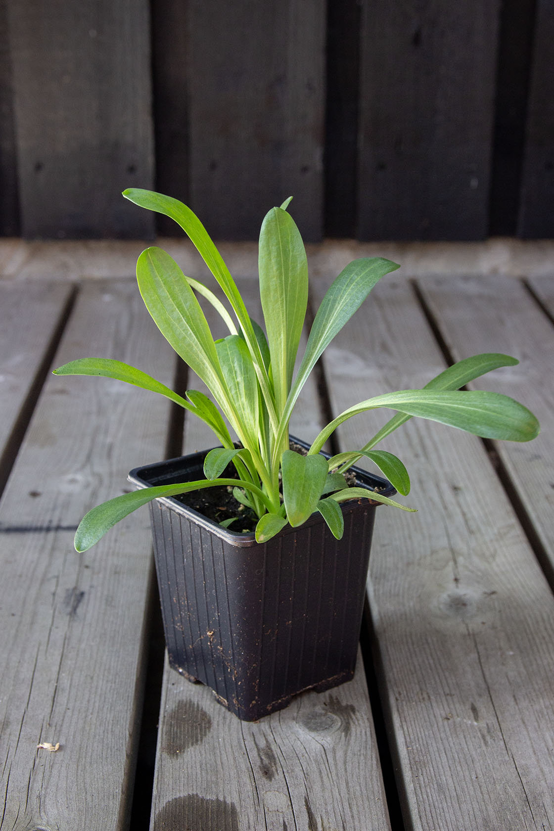 Koreahohdekukka (Helenium hopesii / Hymenoxys hopesii)- Photo by Verso Verde, All Rights Reserved