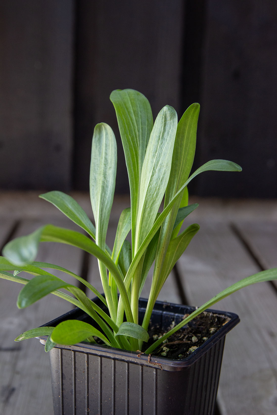 Koreahohdekukka (Helenium hopesii / Hymenoxys hopesii)- Photo by Verso Verde, All Rights Reserved