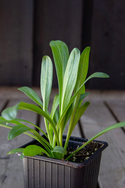 Koreahohdekukka (Helenium hopesii / Hymenoxys hopesii)- Photo by Verso Verde, All Rights Reserved
