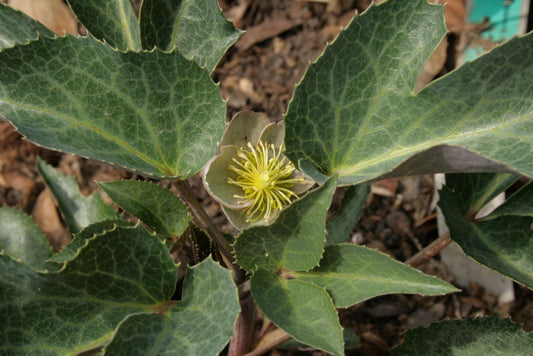 Helleborus Sternii - Photo by Sten Porse, CC BY-SA 3.0