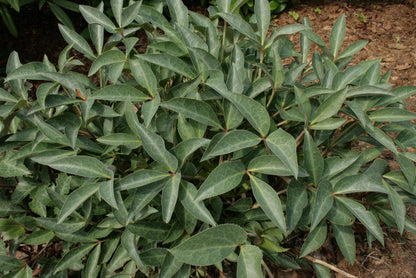Helleborus Sternii - Photo by Sten Porse, CC BY-SA 3.0