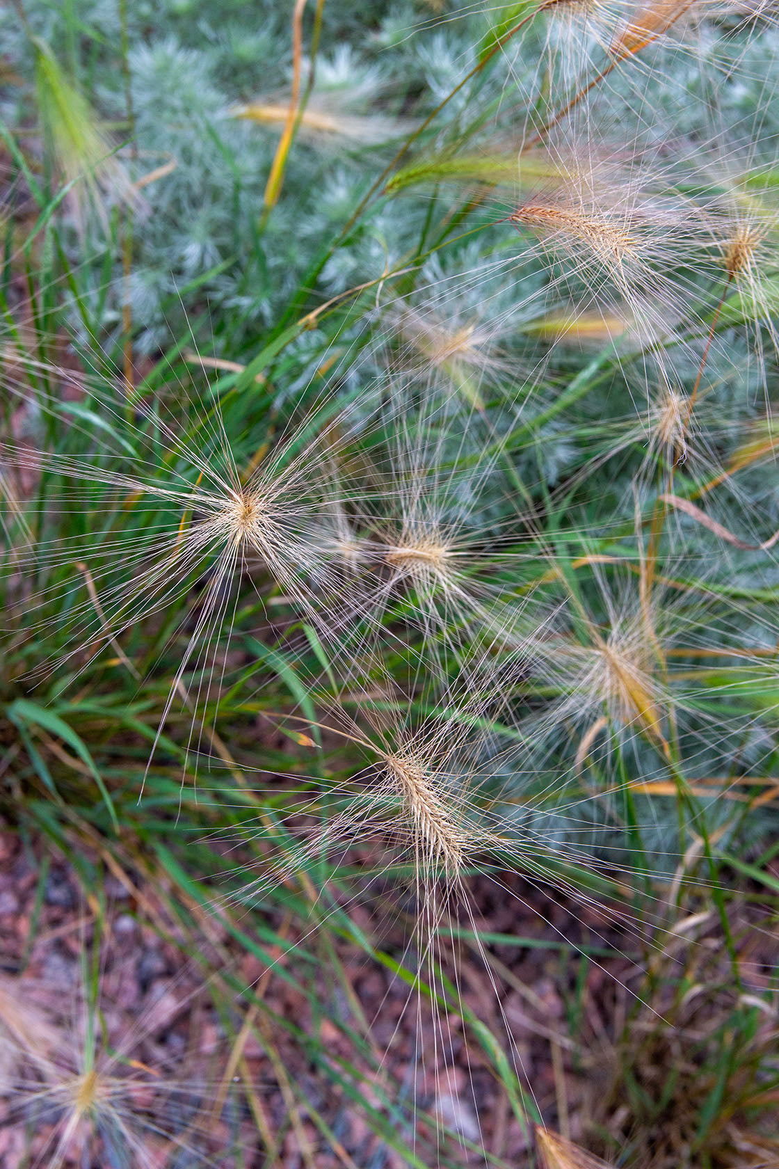 Partaohra (Hordeum jubatum) - Photo by Verso Verde, All Rights Reserved