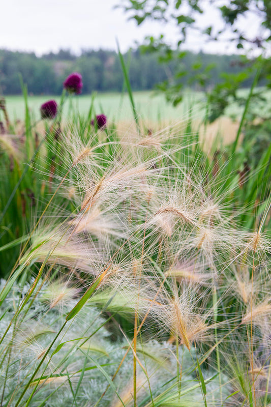 Partaohra (Hordeum jubatum) - Photo by Verso Verde, All Rights Reserved