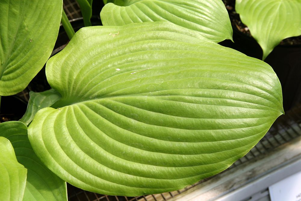 Hosta Sum And Substance - Photo by Photo by David J. Stang, CC BY-SA 4.0