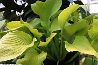 Hosta Sum And Substance - Photo by Photo by David J. Stang, CC BY-SA 4.0