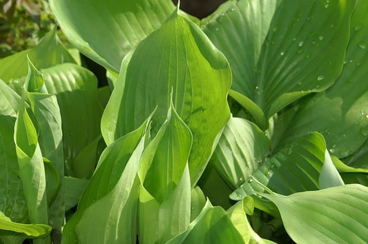 Hosta Sum And Substance - Photo by Photo by David J. Stang, CC BY-SA 4.0