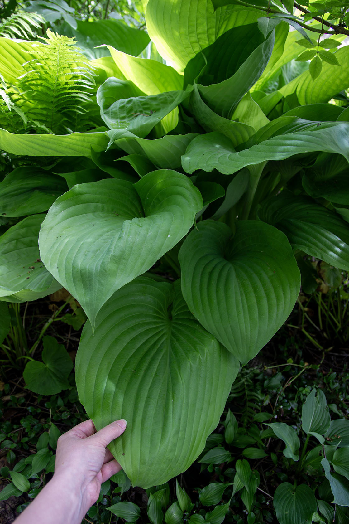 Kuunlilja 'Sum and Substance' Hosta 'Sum and Substance'- Photo by Verso Verde, All Rights Reserved