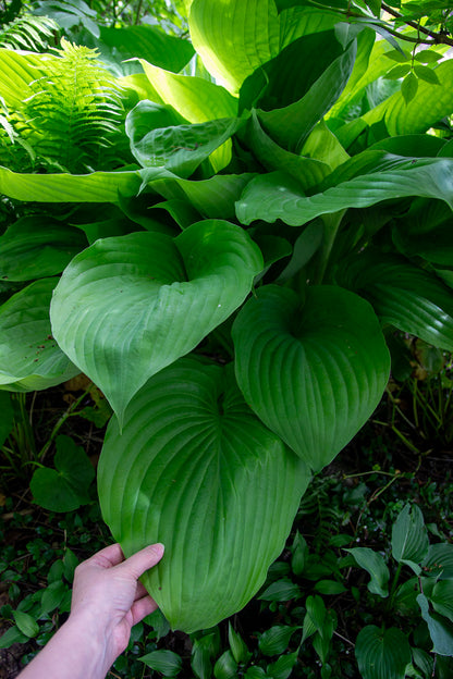 Kuunlilja 'Sum and Substance' Hosta 'Sum and Substance'- Photo by Verso Verde, All Rights Reserved