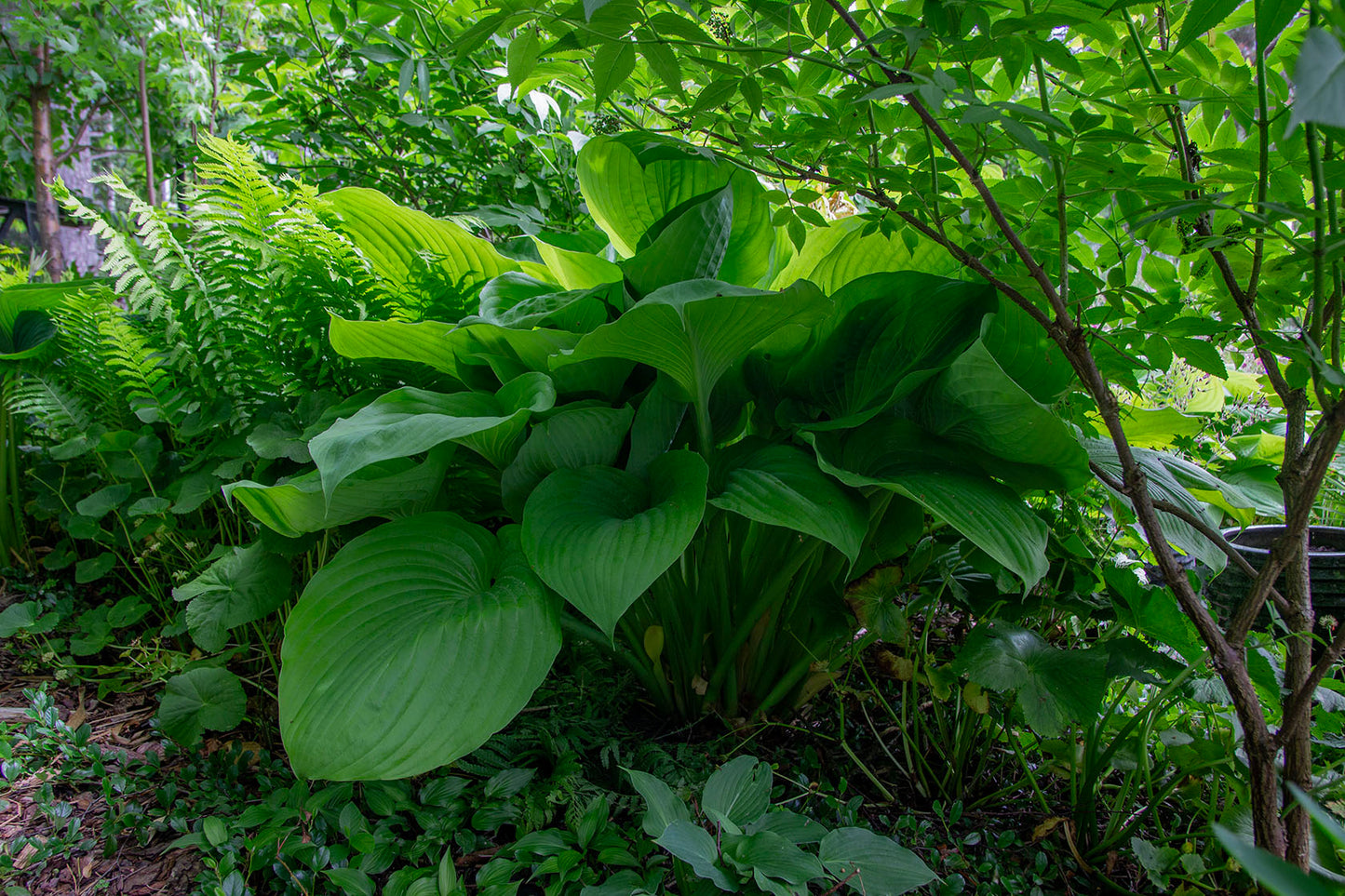 Kuunlilja 'Sum and Substance' Hosta 'Sum and Substance'- Photo by Verso Verde, All Rights Reserved