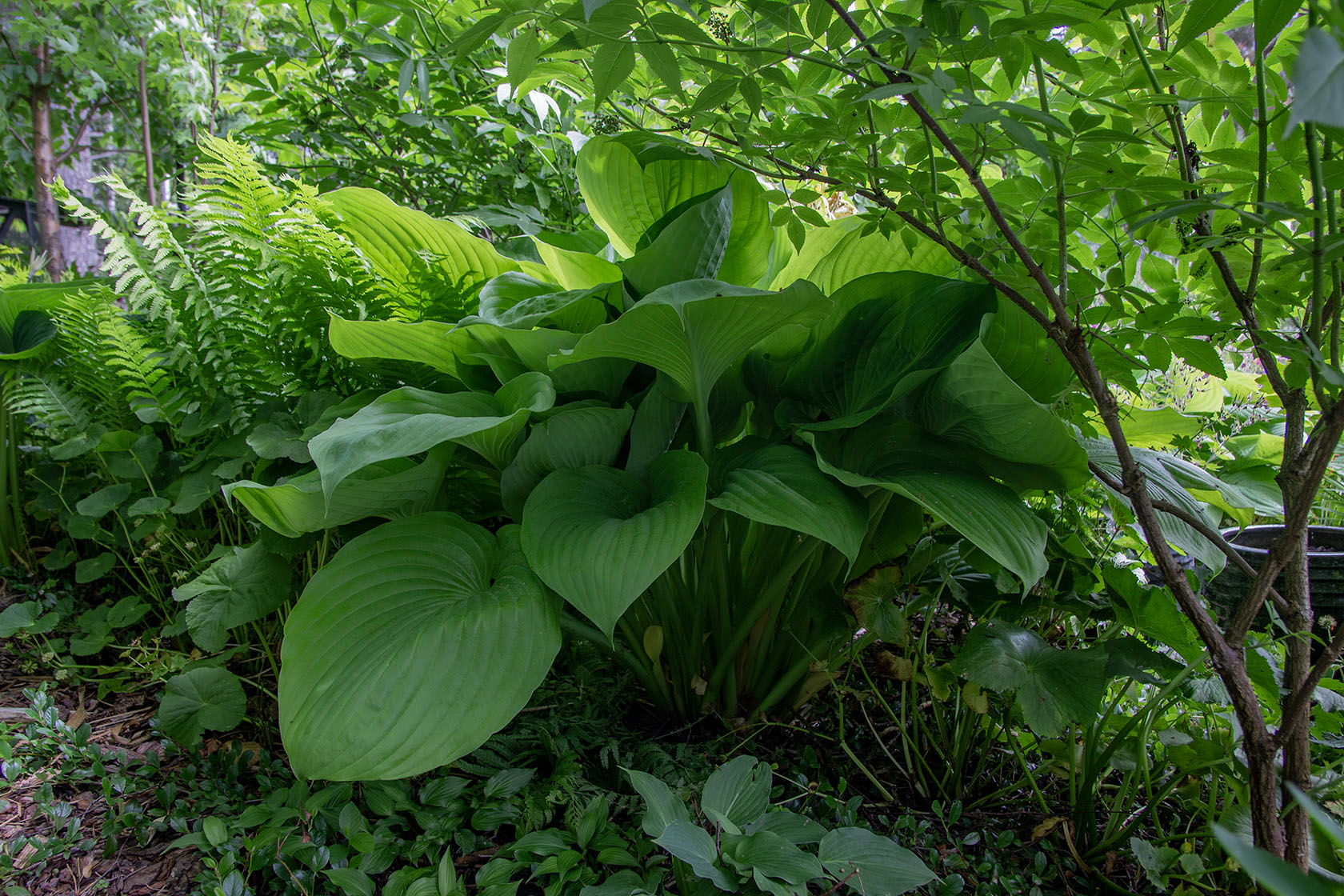 Kuunlilja 'Sum and Substance' Hosta 'Sum and Substance'- Photo by Verso Verde, All Rights Reserved