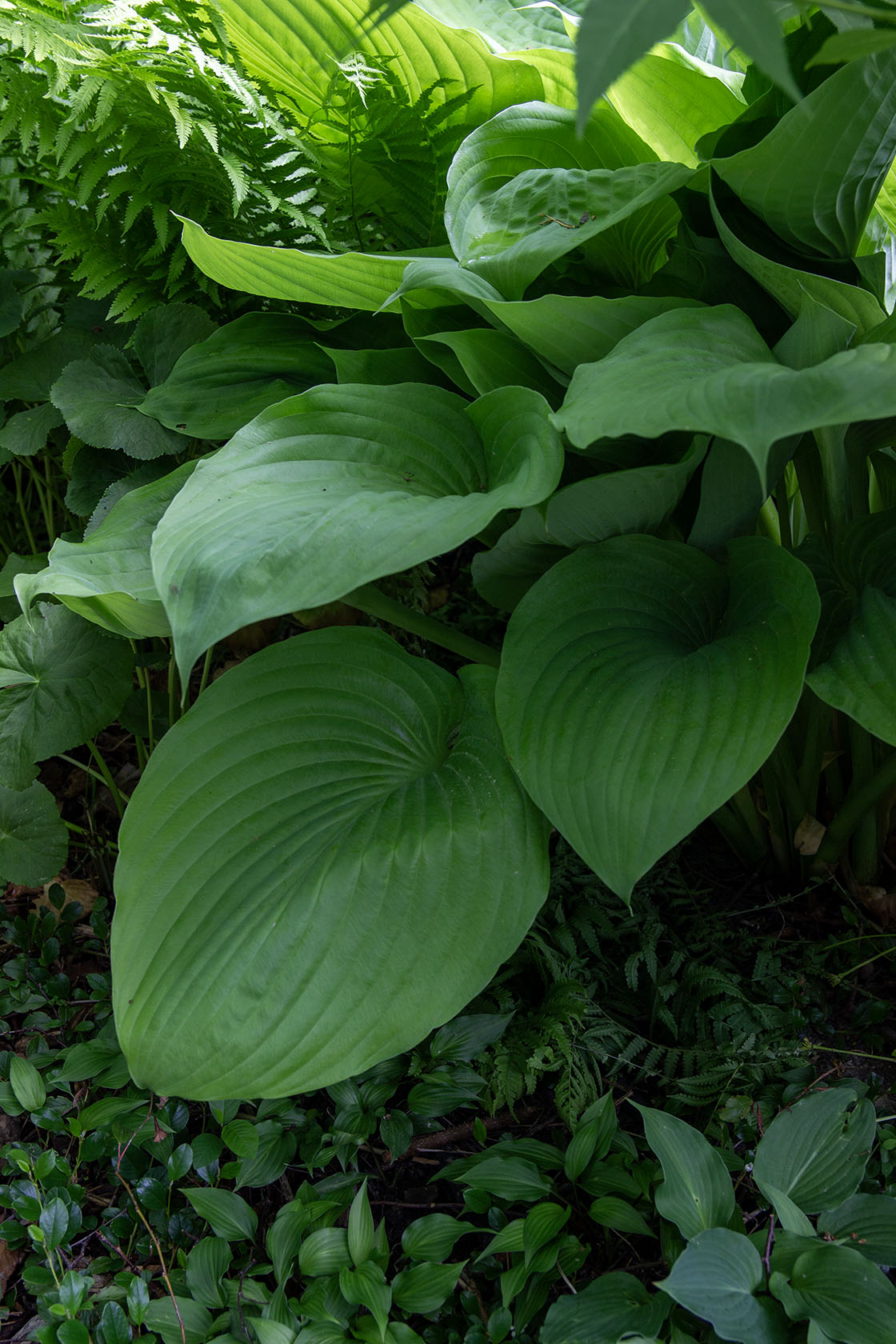 Kuunlilja 'Sum and Substance' Hosta 'Sum and Substance'- Photo by Verso Verde, All Rights Reserved