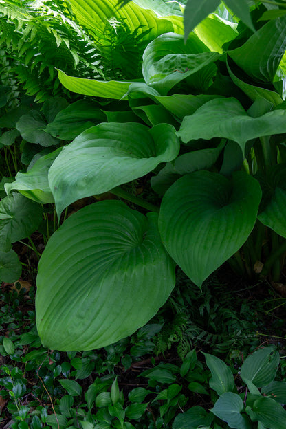 Kuunlilja 'Sum and Substance' Hosta 'Sum and Substance'- Photo by Verso Verde, All Rights Reserved