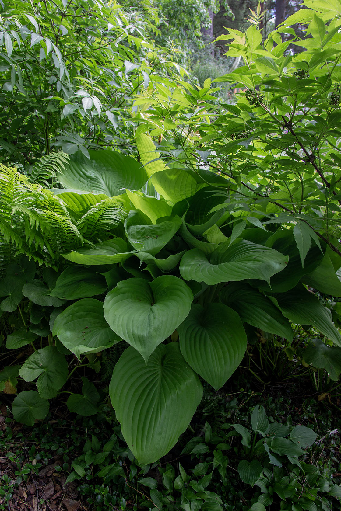 Kuunlilja 'Sum and Substance' Hosta 'Sum and Substance'- Photo by Verso Verde, All Rights Reserved