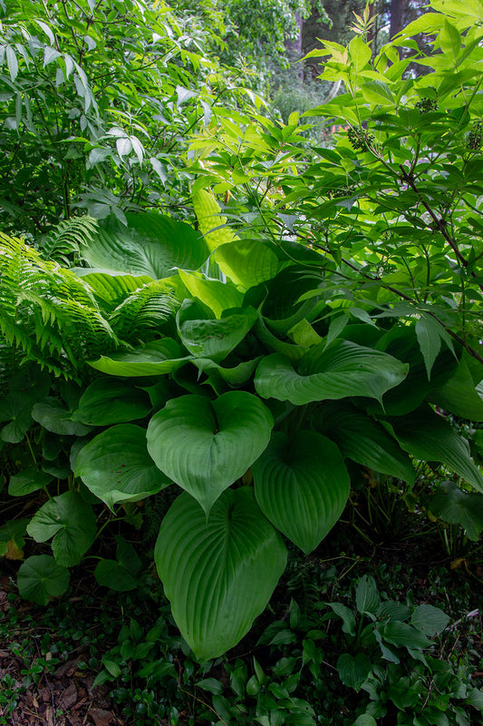 Kuunlilja 'Sum and Substance' Hosta 'Sum and Substance'- Photo by Verso Verde, All Rights Reserved