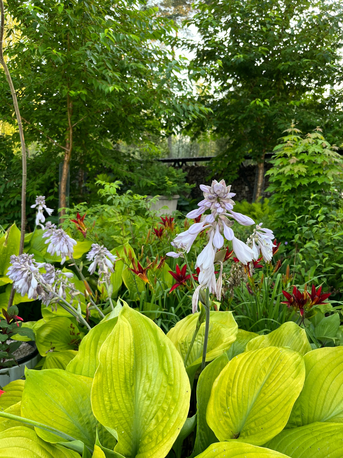 Kuunlilja 'Sum and Substance' Hosta 'Sum and Substance'- Photo by Verso Verde, All Rights Reserved