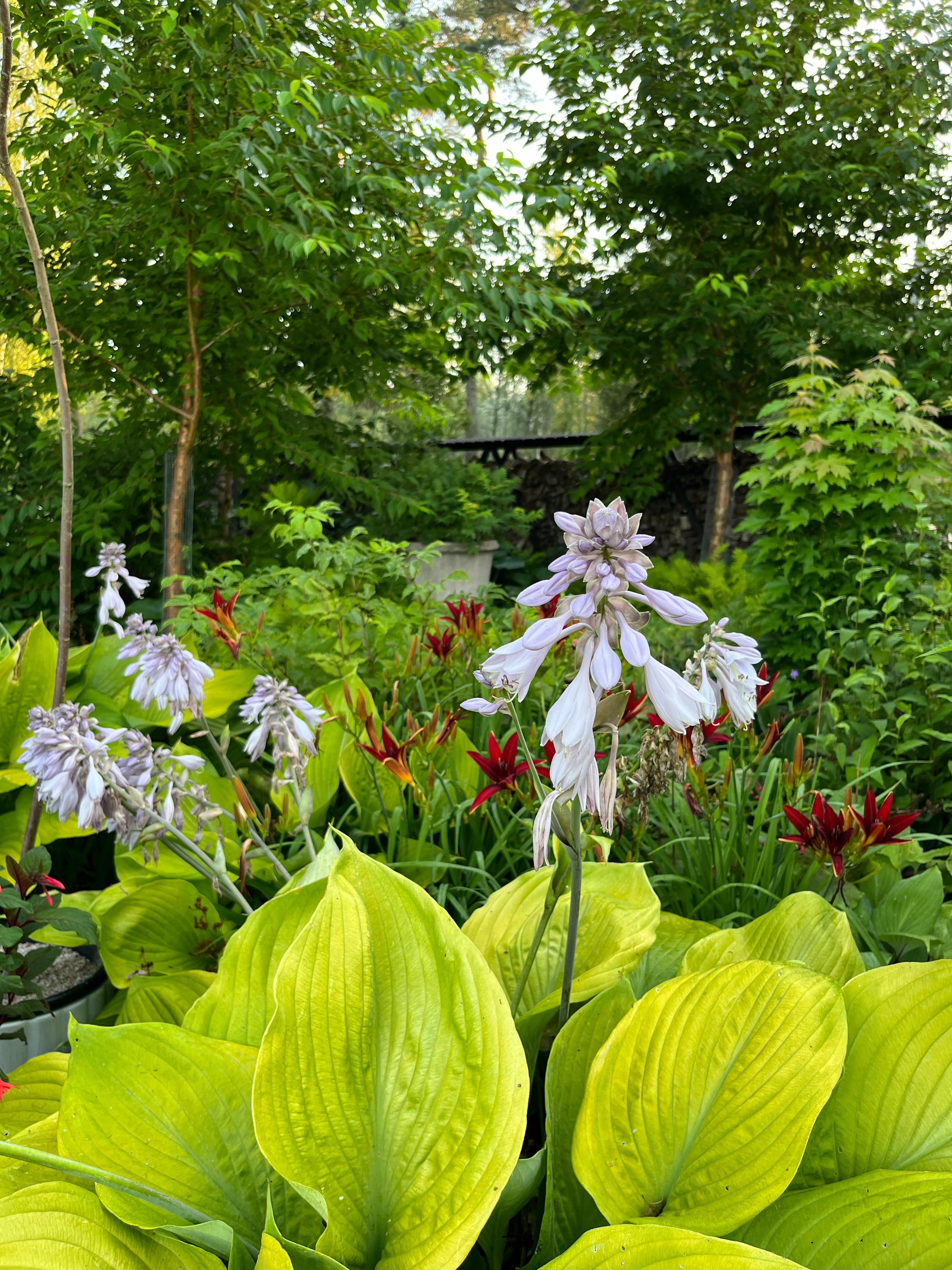 Kuunlilja 'Sum and Substance' Hosta 'Sum and Substance'- Photo by Verso Verde, All Rights Reserved
