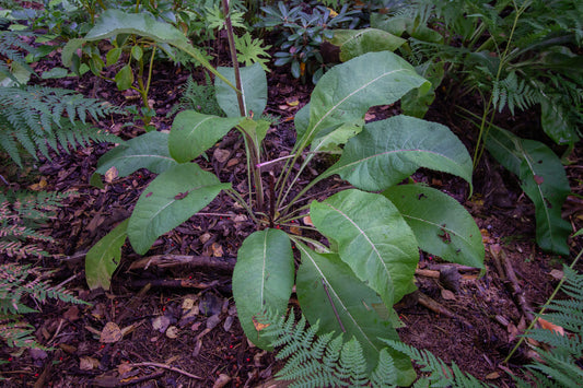 Terttuhirvenjuuri Sonnenspeer' (Inula racemosa 'Sonnenspeer') - Photo by Verso Verde, All Rights Reserved