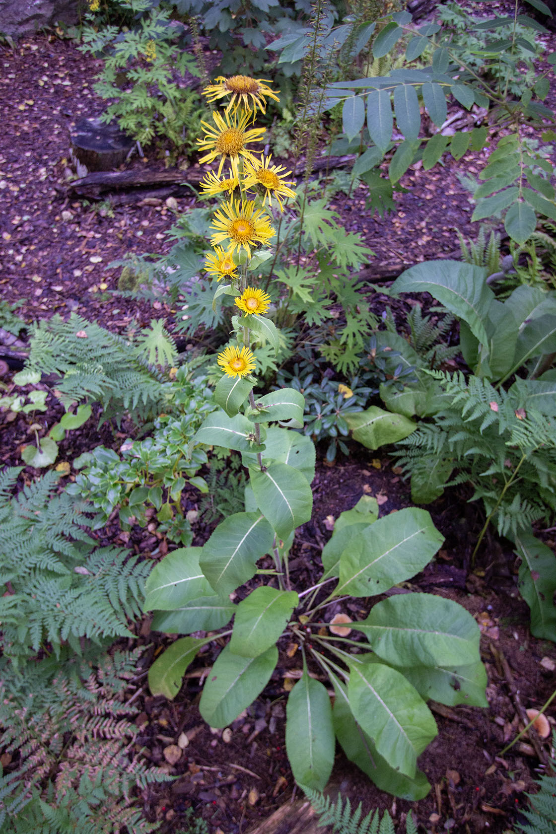 Terttuhirvenjuuri Sonnenspeer' (Inula racemosa 'Sonnenspeer') - Photo by Verso Verde, All Rights Reserved