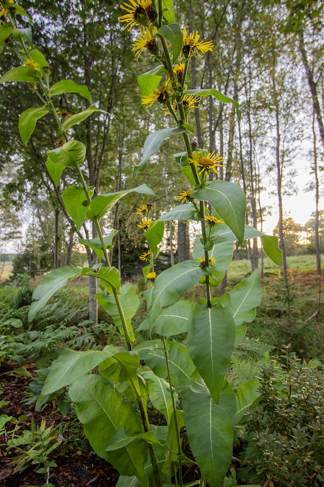 Terttuhirvenjuuri Sonnenspeer' (Inula racemosa 'Sonnenspeer') - Photo by Verso Verde, All Rights Reserved