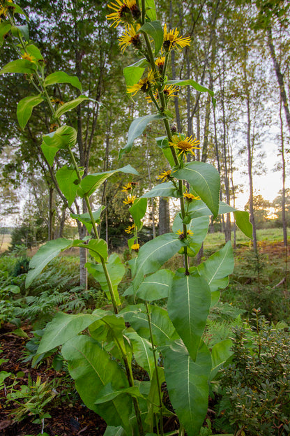 Terttuhirvenjuuri Sonnenspeer' (Inula racemosa 'Sonnenspeer') - Photo by Verso Verde, All Rights Reserved