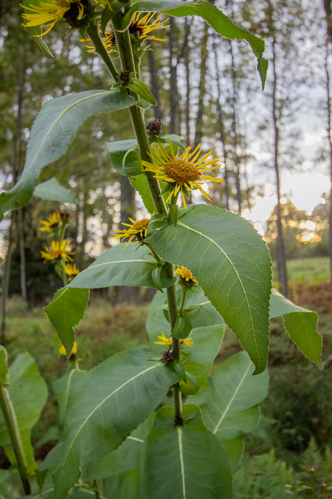 Terttuhirvenjuuri Sonnenspeer' (Inula racemosa 'Sonnenspeer') - Photo by Verso Verde, All Rights Reserved