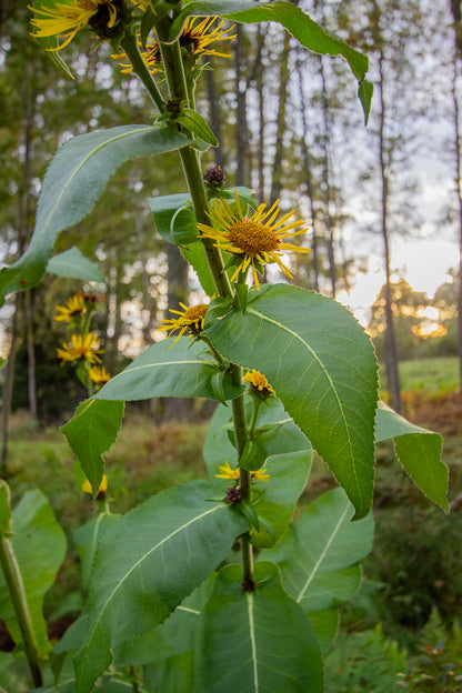 Terttuhirvenjuuri Sonnenspeer' (Inula racemosa 'Sonnenspeer') - Photo by Verso Verde, All Rights Reserved