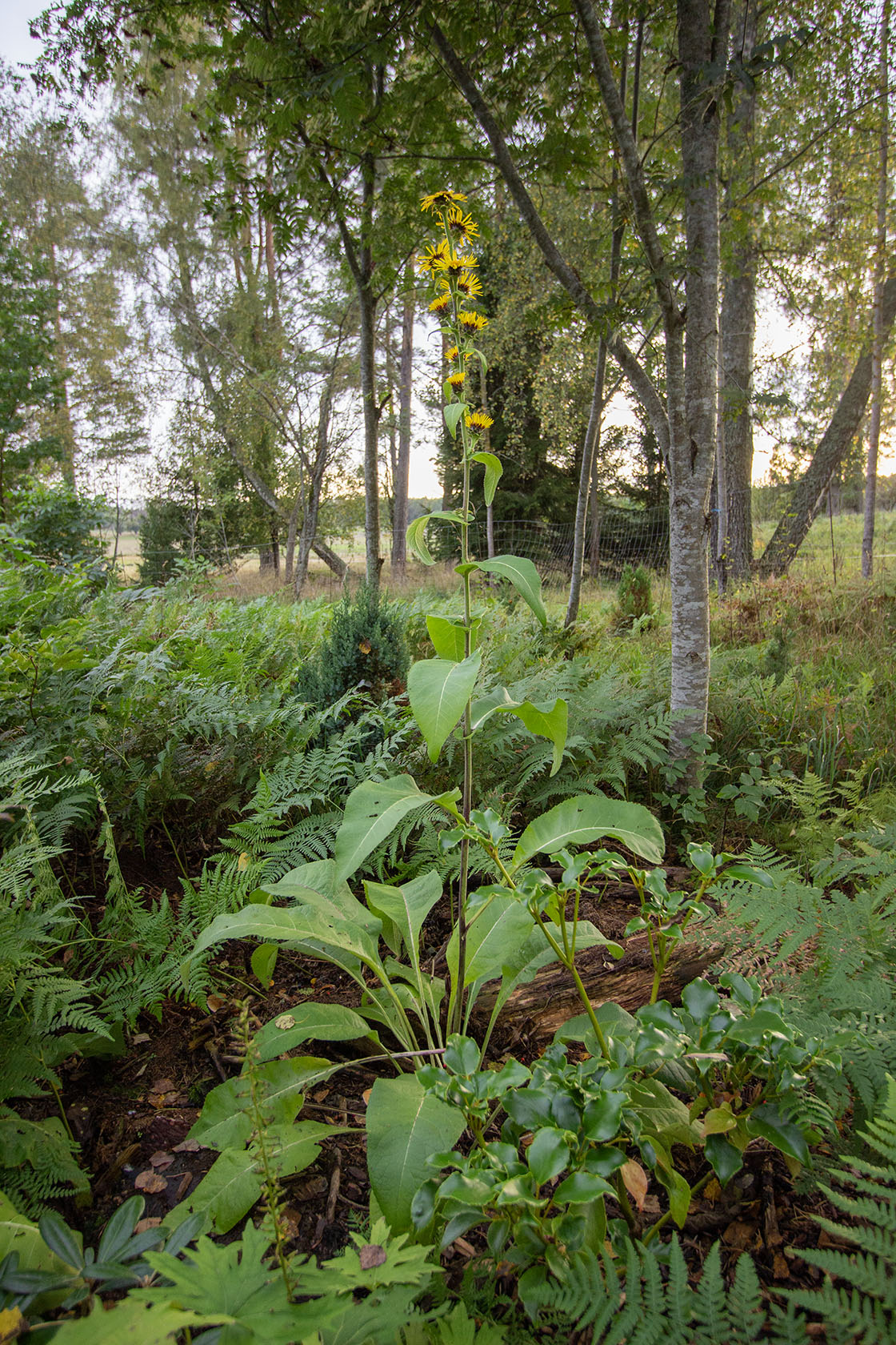 Terttuhirvenjuuri Sonnenspeer' (Inula racemosa 'Sonnenspeer') - Photo by Verso Verde, All Rights Reserved