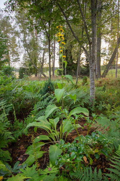Terttuhirvenjuuri Sonnenspeer' (Inula racemosa 'Sonnenspeer') - Photo by Verso Verde, All Rights Reserved