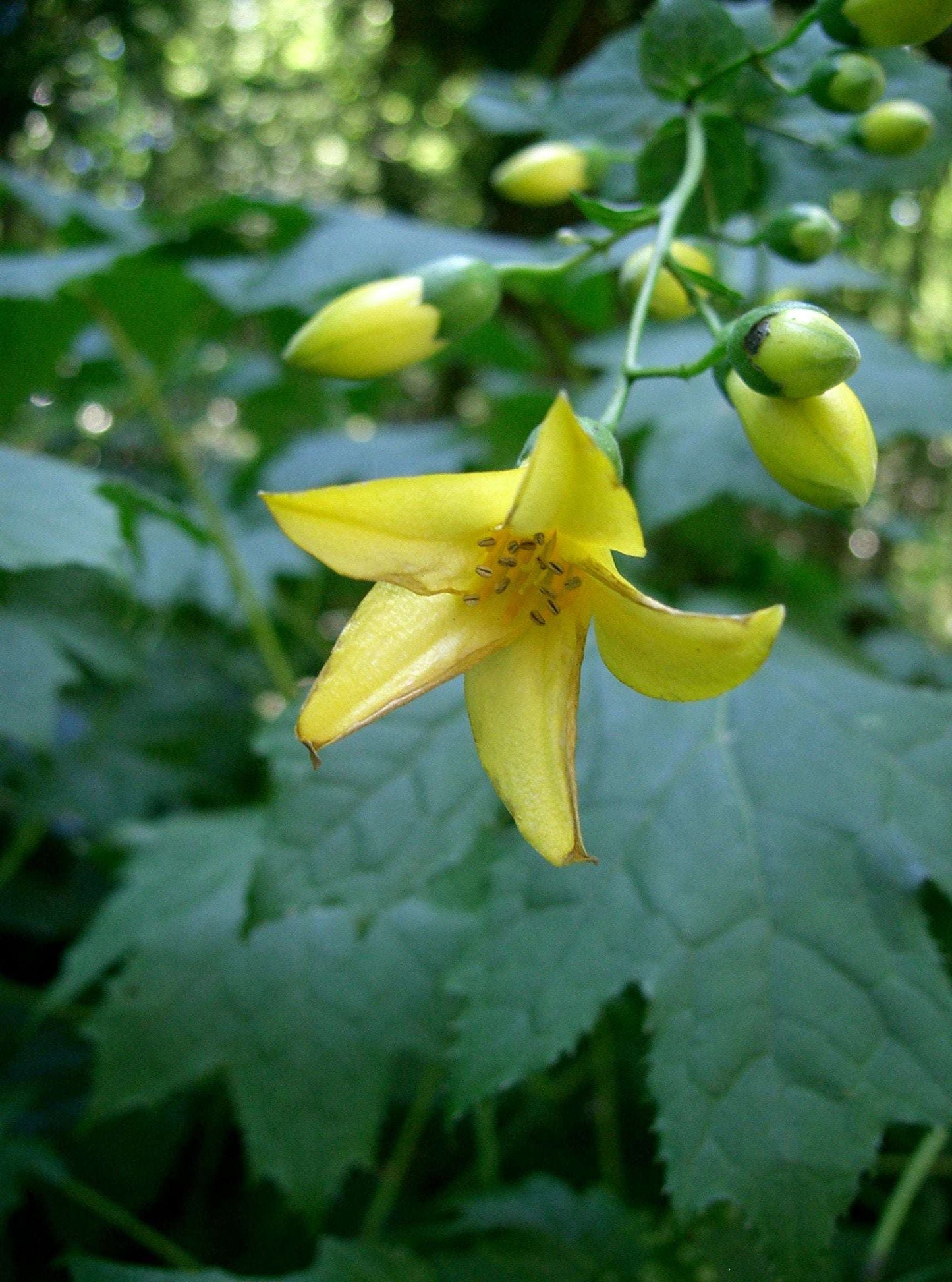 Kirengeshoma Palmata Black Style - Photo by James Steakley, CC BY-SA 3.0