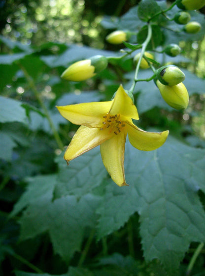 Kirengeshoma Palmata Black Style - Photo by James Steakley, CC BY-SA 3.0